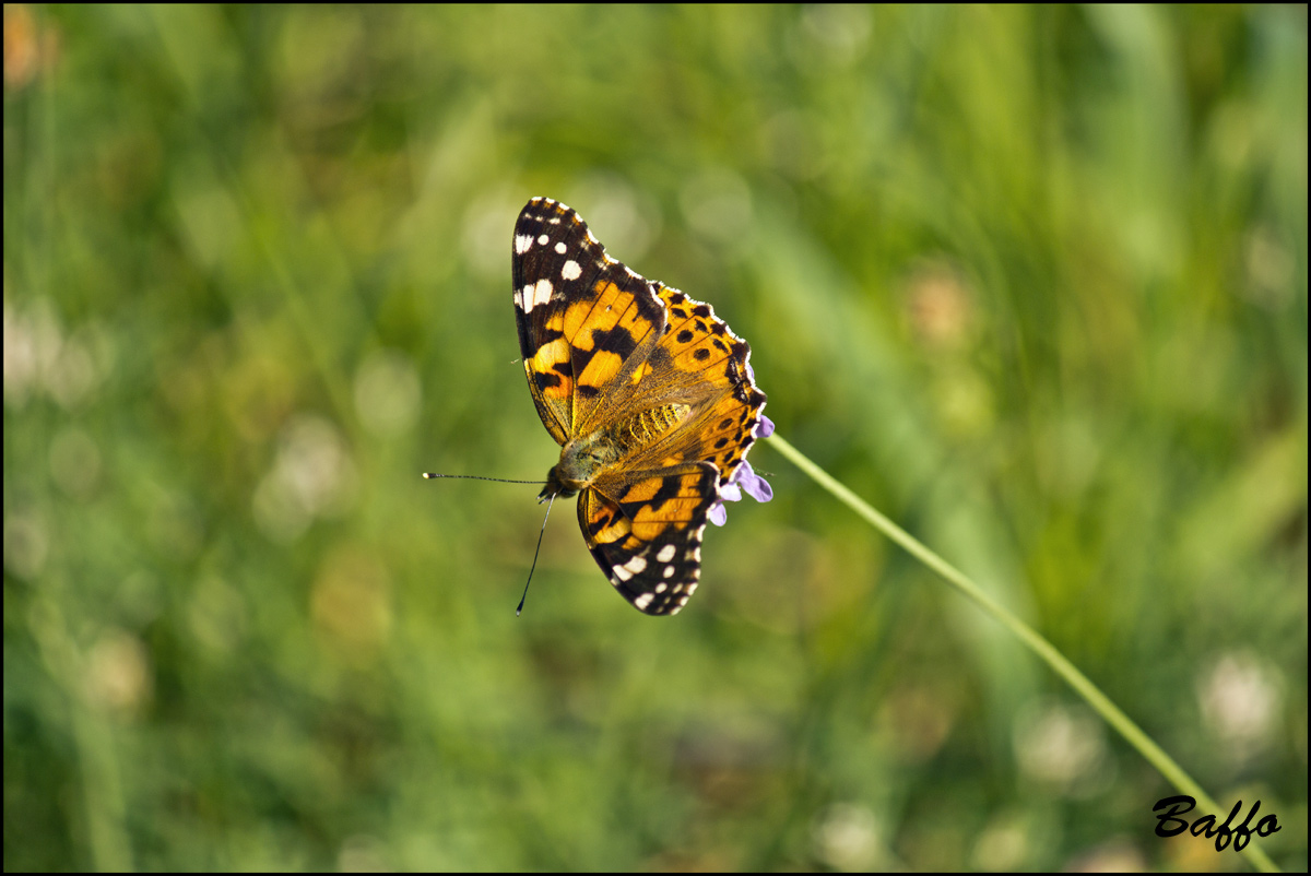 Vanessa cardui?